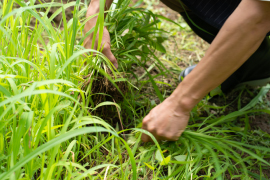 雑草のお手入れ